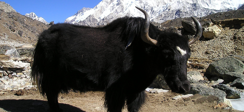 Nepal Himalayas Yak Nepal Himalayas Yak